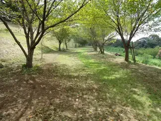 除草作業の様子（6）