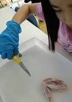 ハサミを使って、一人ひとりで解剖にチャレンジ