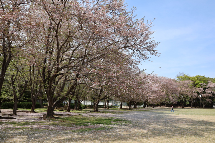 立沢公園での満開の桜