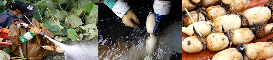 写真：レンコン収獲作業中の写真