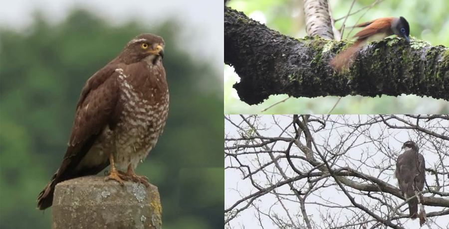 写真：野鳥観察会で見つけた鳥たちサシバ、サンコウチョウ、オオタカ