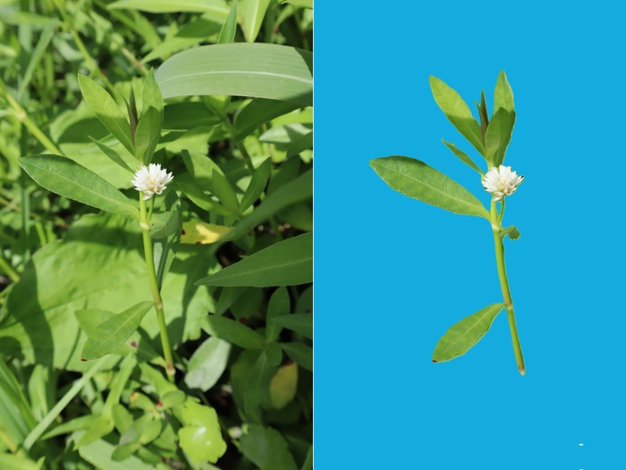 水辺や農地で繫殖するナガエツルノゲイトウ写真（左）