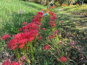 彼岸花の様子（3）