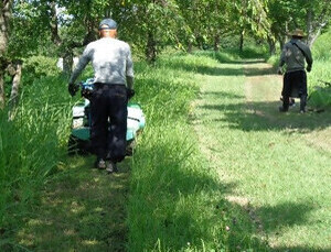 除草作業の様子（3）