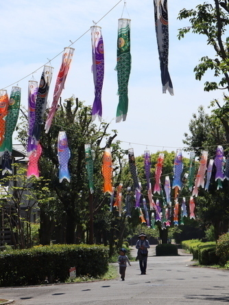 こいのぼりが掲揚されている通りの写真