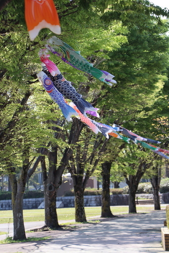 緑の木々にこいのぼりが連なって挙がっている写真