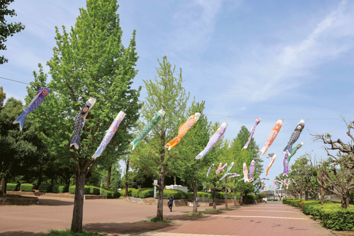 こいのぼりが木々の間を連なって挙がっている写真