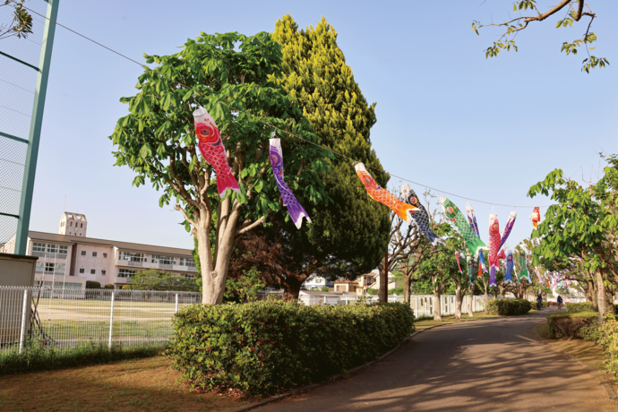 松ケ丘小学校脇の通りにこいのぼりが連なってかかっている写真